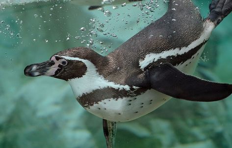 Photo wallpaper water, bubbles, swimmer, penguin, Humboldt Penguin Royal Penguin, Macaroni Penguin, Humboldt Penguin, Fish Under The Sea, Penguin Images, Penguin Pictures, African Penguin, Birds Wallpaper, Penguin Art