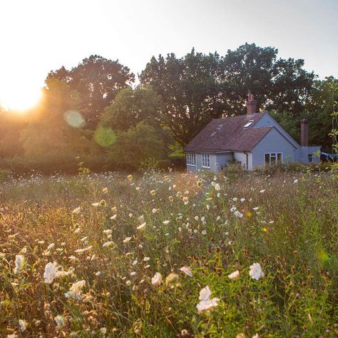 Luminaire on Instagram: “Wildflower meadow magic by @scribbleanddaub. . . . 📷 @markwinwooduk . . . #Luminaire #SourceWithLuminaire #TheFutureOfShoppingIsPersonal…” Harry And Luna, Tarah Dewitt, April Jones, Mushrooms Diy, Cottage Mansion, Cottagecore Life, Mushroom Pictures, Wild Flower Meadow, Wildflower Meadow