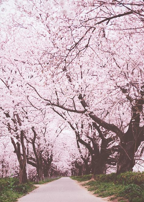 Sakura Forest Pink Blossom Tree, Forest Drawing, Pink Nature, Cherry Trees, Cherry Blossom Festival, Sakura Tree, Sakura Flower, Fantasy Places, Cherry Blossom Tree