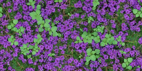 Moss Verbena Ground Cover, Moss Verbena, Outdoor Vibes, Growing Moss, Lush Landscape, Replant, Drought Tolerant Plants, Ornamental Plants, Outdoor Inspirations