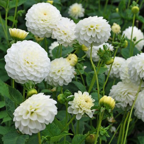 Dahlia White Aster - Rose Cottage Plants White Aster Flower, Path Border, Cottage Plants, White Aster, Dahlia Flower Garden, Crafty Flowers, Fern Garden, Flower Farming, Ferns Garden