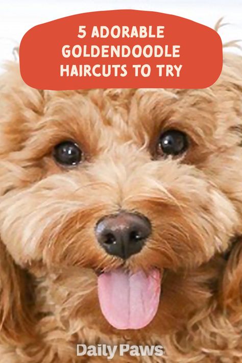 Goldendoodles Haircuts, Goldendoodle Grooming Styles, How To Groom A Goldendoodle At Home, Types Of Goldendoodles, Groom A Goldendoodle, Goldendoodle Face Trim, Trimming Goldendoodle Face, Goldendoodle Haircuts, Haircuts To Try