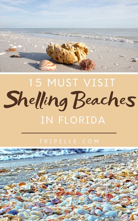 Whether a person simply wants to sit in the sand and relax, swim in the sparkling water, or watch the dolphins frolic out in the distance, every beach offers exactly what a person wants when they are away from home.  However, what happens if you want to do a little shelling at a Florida beach? Do all the beaches offer the same shelling results? You may be surprised that shelling is not the same at all Florida beaches and that some beaches offer better experiences than all the others. Best Shelling Beaches In Florida, Best Shelling Beaches, Florida Vacation Spots, Beaches In Florida, Florida Travel Destinations, Family Traveling, Florida Travel Guide, Travel Florida, Usa Destinations