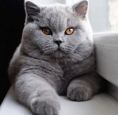 British Blue Cat, British Shorthair Kittens, Hilarious Pictures, Dream's Cat, Fennec Fox, Shorthair Cat, British Shorthair Cats, Gray Cat, Scottish Fold