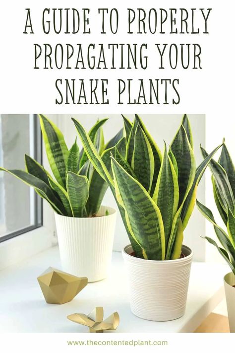 Snake Plant Propagation Cane Plant Care, Jade Plant Pruning, Shade Ground Cover, Mother In Laws Tongue, Cane Plant, Snake Plant Indoor, Snake Plant Propagation, Succulent Potting Mix, How To Grow Plants