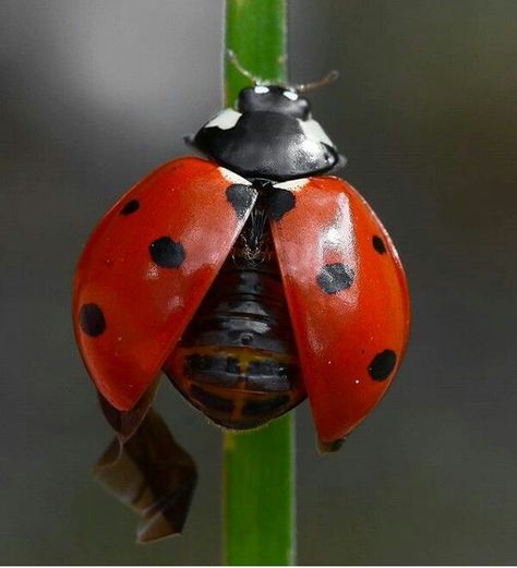 Lady Beetle Drawing, Bugs Close Up, Ladybug Close Up, Beetle Close Up, Ladybug Beetle, Wallpapers Flowers, Ladybug Insect, Ladybug Nails, Close Up Art