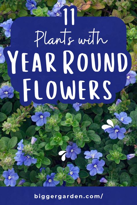 Year Round Green Plants, Best Year Round Plants Landscaping Ideas, Plants That Last All Year Round, Plants That Look Good Year Round, Year Round Plants For Outdoor Planters, Year Round Flower Garden, All Year Round Flowers, All Year Round Plants Front Yards, Year Round Flower Beds