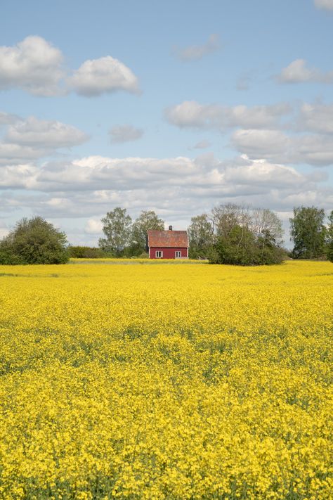 Sweden Photography, Swedish Countryside, Sweden Countryside, Swedish Summer, Swedish Landscape, Sweden Landscape, Sweden In Summer, Sweden In May, Sweden Nature