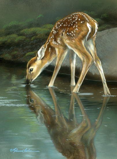 Deer Photos Nature, Dear Painting, Deer Drinking Water, North American Animals, Deer Photos, Deer Pictures, Deer Painting, American Animals, Canvas Painting Ideas