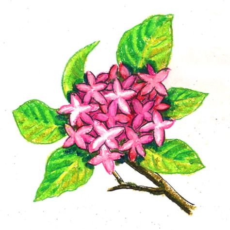 In this video I show you how to draw easy ixora flowers. It’s very easy step by step drawing. In this technique is easy to make drawing for you. Hope you like it. Joba Flower Drawing, Parijat Flower Drawing, Flower Bed Drawing, Ixora Flower Drawing, Ixora Coccinea Drawing, Mesua Ferrea Flower Art, Flower Drawing Step By Step, Mythical Names, Vegetables Drawing