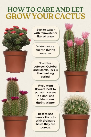 How To Plant Cactus In Pots, Types Of Cactus Plants Outdoor, Cactus Growing Tips, Best Indoor Cactus Plants, Cactus Types Chart, House Cactus Plants, Growing Cactus Indoors, Types Of Cactus Plants Names, Moon Cactus Care