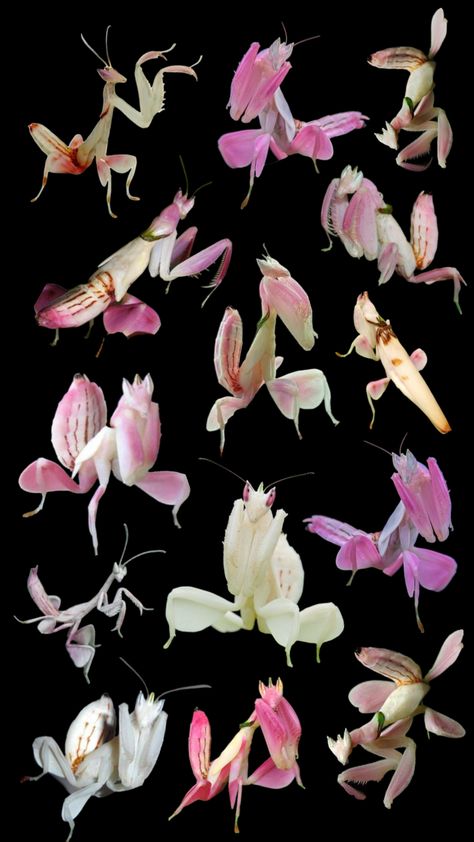 #prayingmantis #orchid #orchidmantis #bugs Orchid Mantis, Cool Insects, Cool Bugs, Bug Art, Beautiful Bugs, Creepy Crawlies, Insect Art, Bugs And Insects, Funky Art