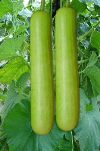 Lau bottle gourd Bottle Gourd Plant, Gourd Vegetable, Cabbage Plant, Bottle Gourd, Small Vegetable Gardens, Asian Vegetables, Buy Plants Online, Vegetable Garden Diy, Leafy Vegetables