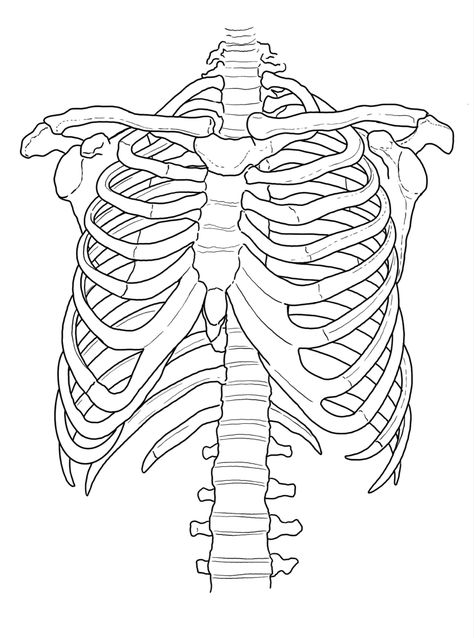 Skeleton Torso Drawing Easy, Skeleton Side Profile Drawing, Anatomy Line Drawing, Skeleton Ribcage Drawing, How To Draw Skeletons, Skeleton Body Drawing, How To Draw A Skeleton, Simple Skeleton Drawing, Ribcage Drawing