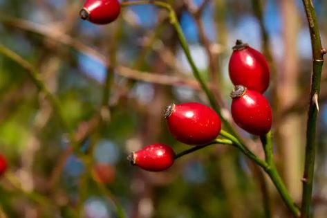 Rosehips. © Claire Plumridge/Getty Rosehip Syrup, Wildlife Magazine, Hazelnut Butter, Berries Recipes, Cordial, Wild Roses, Rose Flower, Syrup, Vitamin C