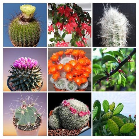 21 Types of Cactus Plants for growing at Home with Names and Pictures Types Of Cactus Plants, Cactus Names, Cactus House, Types Of Cactus, Organ Pipe Cactus, Opuntia Microdasys, Golden Barrel Cactus, Cactus House Plants, Easter Cactus