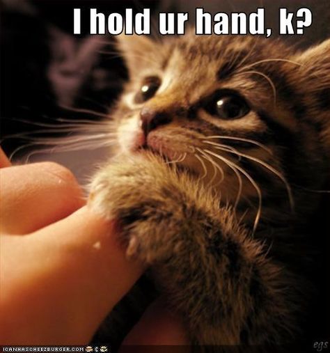 Cuteness...... Aawww, come on admit it, you said it!! S�öt Katt, Cat Quotes, Cute Animal Pictures, Home Is Where, Funny Animal Pictures, Adorable Animals, My Cat, Beautiful Cats, Cute Funny Animals