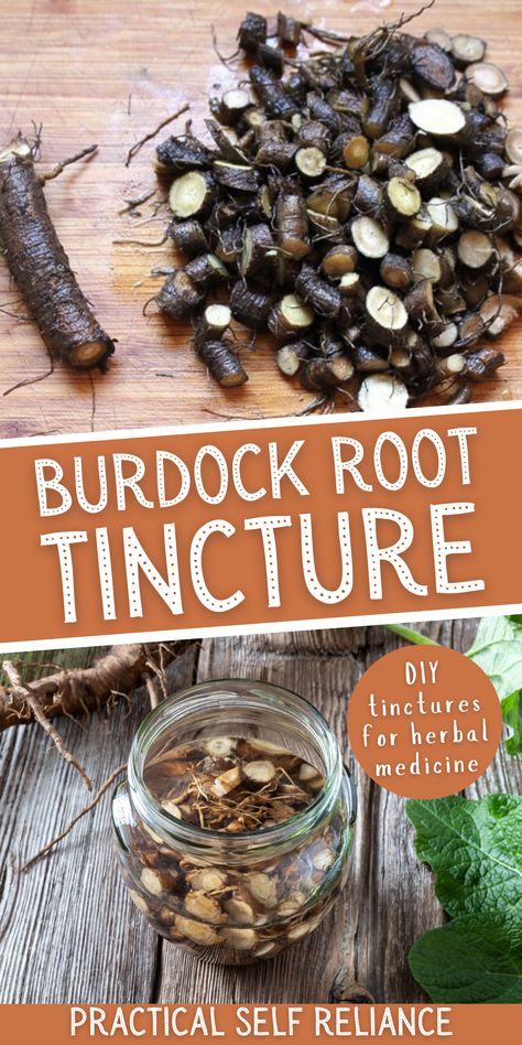 Burdock Root Tincture, Herbalism For Beginners, Herb Tinctures, Tinctures Recipes, Herbal Medicine Recipes, Herbal Remedies Recipes, Medical Herbs, Herbal Salves, Cold Sores Remedies