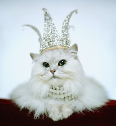 Cat Queen, Kitten Birthday, Funny Happy, E Card, Cats Meow, Crazy Cat Lady, White Cat, Crazy Cats, Birthday Greetings