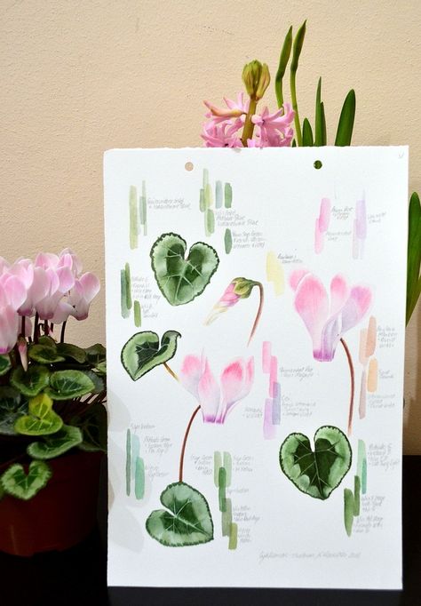 Cyclamen Botanical Illustration, Cyclamen Watercolor Paintings, Cyclamen Drawing, Botanical Studies, Botanical Sketchbook, Watercolour Flowers, Beautiful Sketches, Watercolor Lessons, Floral Drawing