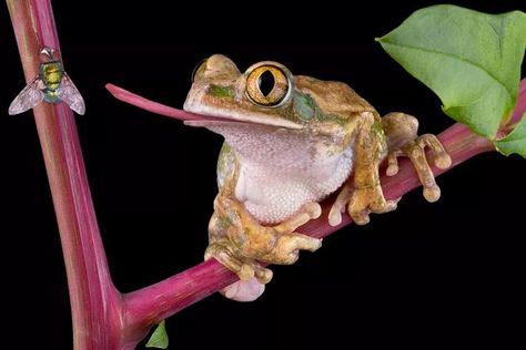 Scientists researching a better adhesive have turned to frog's tongue. It has been long known the frog’s tongue has some mechanism of sticking to it’s prey, but the actual mechanism has never been determined. This sticky muscle carries a non-Newtonian fluid combined with a special mucus. It is essentially a 2-part pressure activated/deactivated epoxy, was not understood until recently. Tongue Pictures, Axolotl Care, Frog Tongue, King Shark, Funny Frogs, Tree Frog, Photo Competition, Frog And Toad, Tree Frogs