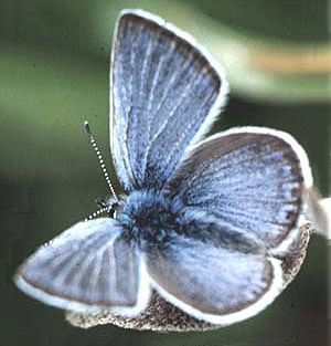 gossamer-winged butterfly, Fenders Blue Gossamer Winged Butterfly, Pictures Of Insects, Gossamer Wings, Arachnids, Blue Butterfly, Third Grade, Christmas Cheer, Insects, Taylor Swift