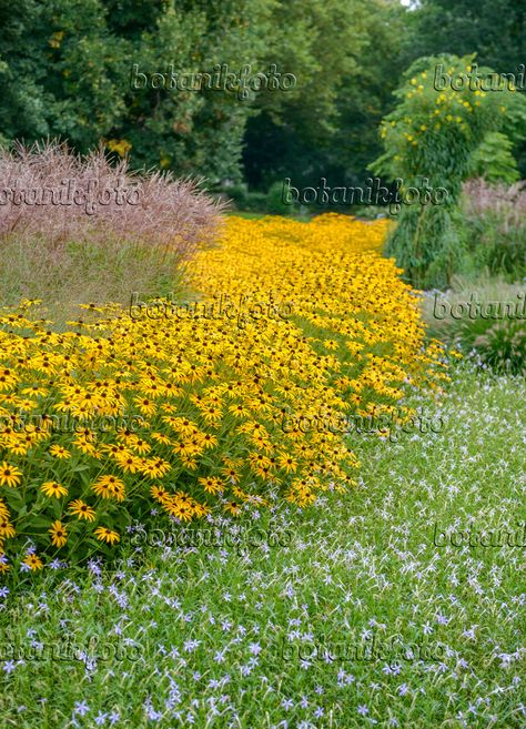 rudbeckia fulgida ‘Goldsturm’ Rudbeckia Fulgida Goldsturm, Rudbeckia Goldsturm, Rudbeckia Fulgida, Flower Garden, Borders, Photo Image, Layout, Plants, Flowers