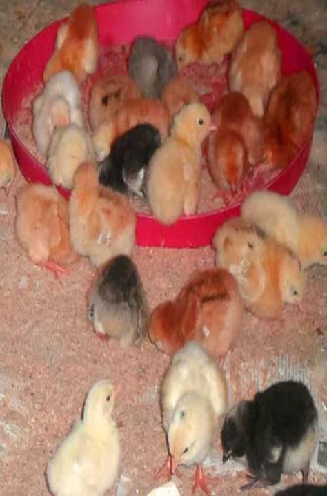 Brooding day old chicks for profit can be highly profitable if done properly. Day Old Chicks, Business Opportunity, Birds, Nature