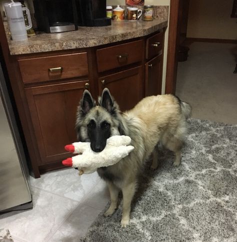 Belgian Tervuren Ember with her Lamb Chop 9 months old Belgian Turveren, Belgian Groenendael, Tervuren Dog, Groenendael Dog, Belgian Tervuren Puppy, Dutch Shepherd Long Haired, Belgium Tervuren, Shiloh Shepherd, Belgian Tervuren