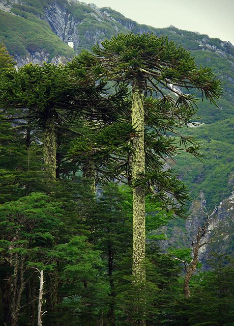 Tijuca National Park, Music Tree, South American Rainforest, Amazon Rainforest Colombia, Valdivian Rainforest, Peruvian Amazon Rainforest, Plant Fungus, Conifer Trees, Temperate Rainforest