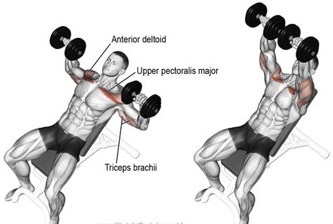 6 Chest Workouts - Best Chest Exercises for Beginners at the Gym Incline Bench Press, Chest Day Workout, Chest Training, Tricep Workout, Bicep Workout, Latihan Dada, Chest Exercises, Weight Training Programs, Best Chest Workout