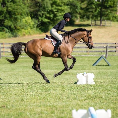 Person Running Front View, Dressage Aesthetic, English Horses, Hunter Horse, Horse Reference, Person Running, Eventing Horses, English Horse, Dream Horse