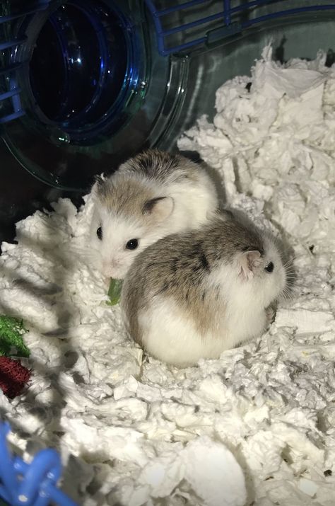 Robo Hamster, Roborovski Hamster, Hamster Pics, Baby Hamster, Funny Hamsters, Cute Rats, Hams, Cute Hamsters