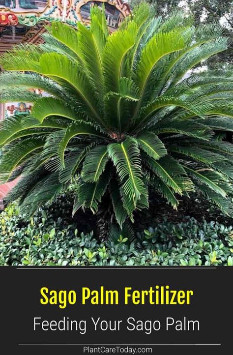 Cycas revoluta, aka Sago Palm is a member of the cycad family. It's a popular choice plant outside or as a potted plant. Sagos need a regular fertilization program. PlantCareToday shares tips on selecting the best sago palm fertilizer and keeping your plant looking great year-round. Sago Palms Landscaping Ideas, Sago Palm Landscaping Ideas Front Yards, Sago Palm Landscaping, Sago Palm Care, Palm Tree Care, Sedum Garden, Sago Palm Tree, Cycas Revoluta, Florida Trees