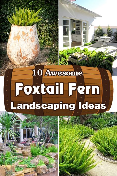 Turn your outdoor space into an unforgettable tropical oasis with these stunning Foxtail Fern Landscaping Ideas! Fox Tail Fern Landscape, Foxtail Fern Container Ideas, Fern Garden Landscaping, Foxtail Fern Landscaping, Backyard Tropical Oasis Ideas, Tropical Front Yard Landscaping, Fern Landscaping, Fern Garden Ideas, Florida Landscaping Ideas