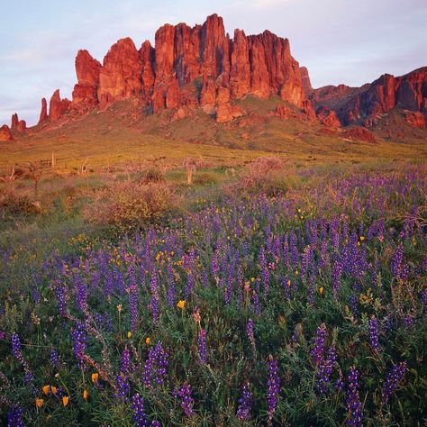 Wildflowers in bloom at Lost Dutchman State Park. Lost Dutchman State Park, Arizona Mountains, Paradise Valley Arizona, Arizona Landscape, Desert Travel, Mesa Arizona, American Road Trip, Arizona Travel, Paradise Valley