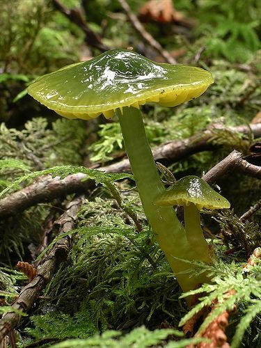 Waxcap Mushroom, Bird Avery, Parrot Waxcap, Green Mushroom, Lichen Moss, Mushroom Pictures, Slime Mould, Mushroom Fungi, Forest Floor