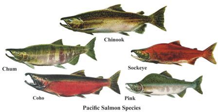 Pacific Salmon Species (spawning colors) Alaska Salmon Fishing, Salmon Species, Chum Salmon, Pacific Salmon, Alaska Fishing, Alaskan Salmon, King Salmon, Sockeye Salmon, Atlantic Salmon