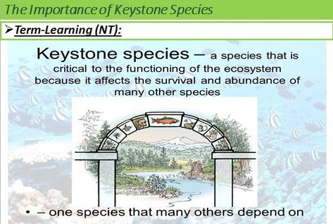 define keystone species On The Origin Of Species, Kindra Open Species, Species Extinction, Keystone Species, Human Activity, Invasive Species, Zoology, Flora And Fauna, Aesthetic Videos