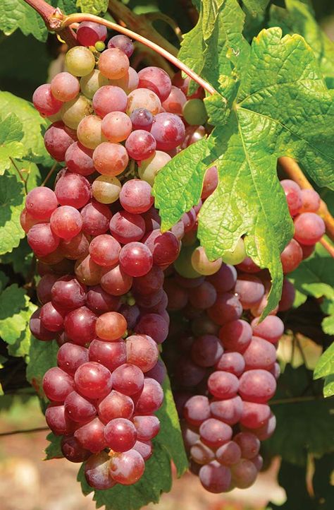 Grape 'Suffolk' Seedless - De Groot, Inc. - Perennials, Daylilies, Fruits, Vegetables, Shrubs, Bulbs Fruit Garden Aesthetic, Kook House, Long Grapes, Green Grapes Aesthetic, Grape Farm Aesthetic, Grape Wallpaper, Wild Grapes Plants, Muscat Grapes, Grape Tree