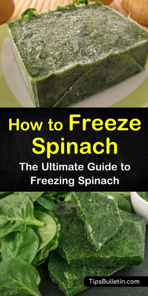 How To Preserve Spinach Leaves, How To Freeze Spinach, Freezing Spinach, Healthy Breakfast Drinks, Freeze Veggies, Freeze Spinach, Freezing Food Guide, Breakfast Drinks Healthy, Red Cabbage With Apples