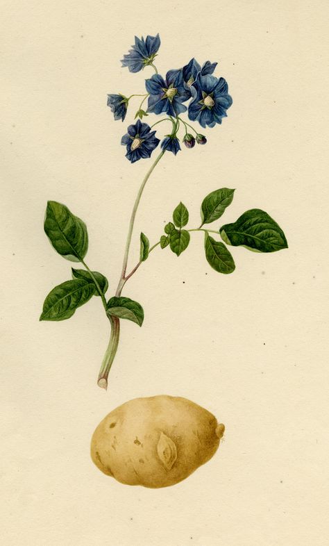 Harvard University Herbaria - Botany Libraries Archives Economic Botany  Potato Prints | Plants, Seeds, Weeds and Pods | Pinterest | Plant  illustration, Print..… Potato Plant Drawing, Potato Plant Tattoo, Potato Plant Illustration, Potato Flower Tattoo, Potato Tattoo, Potato Prints, Potato Flower, Pinterest Plant, Environmental Sculpture