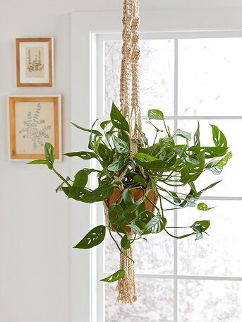 Golden Bamboo Plant, Hanging Plant Hooks, Orchids In Water, Low Light House Plants, Indoor Plants Low Light, Houseplants Low Light, Low Light Indoor Plants, Macrame Planter, Balcony Plants