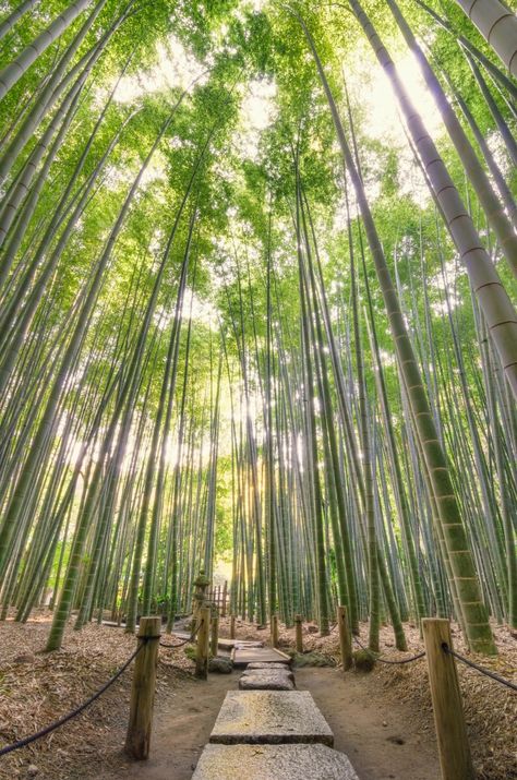 photo of bamboo forest in Japan Bamboo Farm, Bamboo Forest Japan, Bamboo Landscape, Andaman And Nicobar Islands, Moso Bamboo, Bamboo Garden, Japanese Decor, Bamboo Forest, Landscape Architecture Design