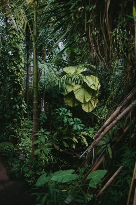 Amazonian Plants, Tropical Photography, Jungle Photo, Tropical Photo, Jungle Aesthetic, Tropical Greenhouses, Tropical Aesthetic, Plant Aesthetic, Tropical Forest