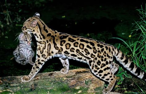 #5 Its tail can be up to 50 cm in length and helps to maintain balance. Margay Cat, Rusty Spotted Cat, Domestic Cat Breeds, Small Wild Cats, Sand Cat, Spotted Cat, Clouded Leopard, Wildlife Artwork, Leopard Cat