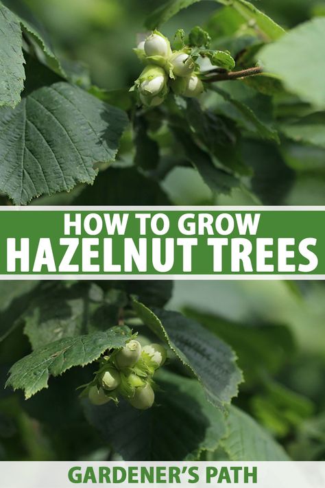 Hazelnut Bush, Allotment Planning, Tree Shaping, Forest Gardening, American Hazelnut, Hazelnut Tree, Vege Garden, Nut Trees, Tree Garden