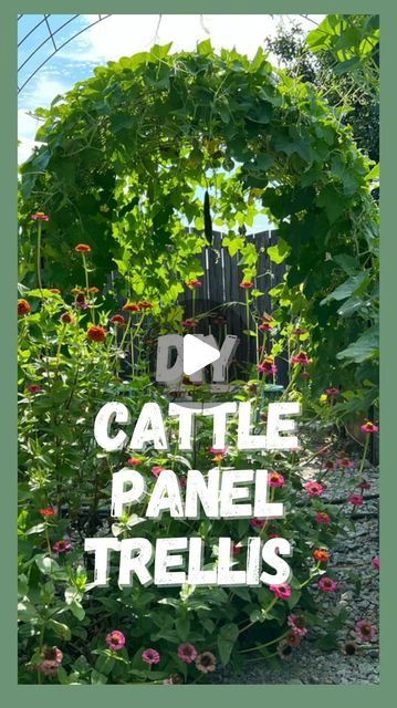 8 likes, 0 comments - grow_in_grace_garden on March 13, 2024: "DIY Cattle Panel Arch Trellis🌿

Oh vertical gardening, how I love thee! These trellises are be..." Cattle Panel Trellis Arches, Cattle Panel Arch, Cattle Panel Trellis, Panel Trellis, Cattle Panels, Arch Trellis, Vertical Gardening, Grow In Grace, Food Garden