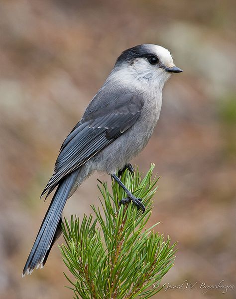 Gray Jay 5/22 Highway 104 b/w Kingston and Port Gamble,  WA Grey Jay Bird, Grey Jay Tattoo, Grey Jay Bird Tattoo, Whiskey Jack Bird, Canada Jay, Grey Jay, Ontario Birds, Gray Jay, Grey Bird