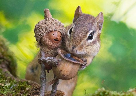 Becorns: Adorable Little Creatures by David M Bird | Daily design inspiration for creatives | Inspiration Grid David Bird, Tiny Nursery, Acorn Crafts, Photography Decor, Selling Prints, Animal Behavior, Nature Crafts, Woodland Creatures, Bird Photography